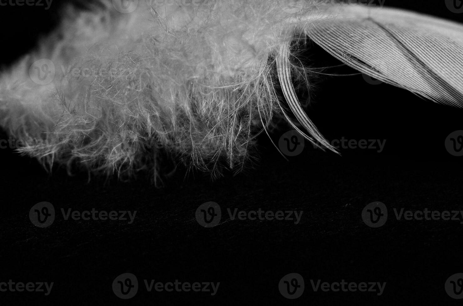 little white bird feather in close-up on a black smooth background photo