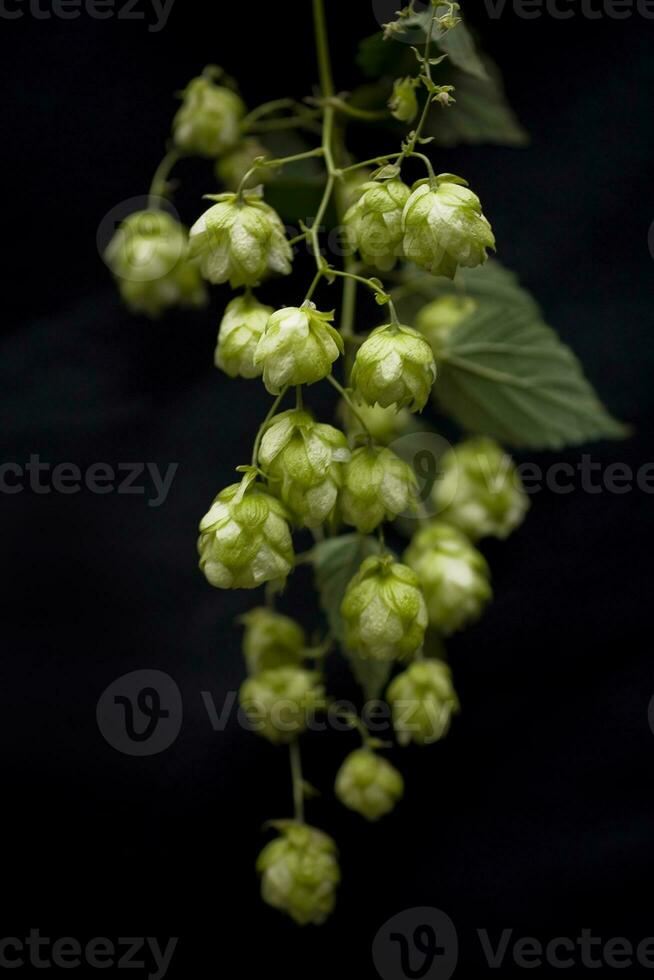 natural green hop cones on black isolated background in close-up photo