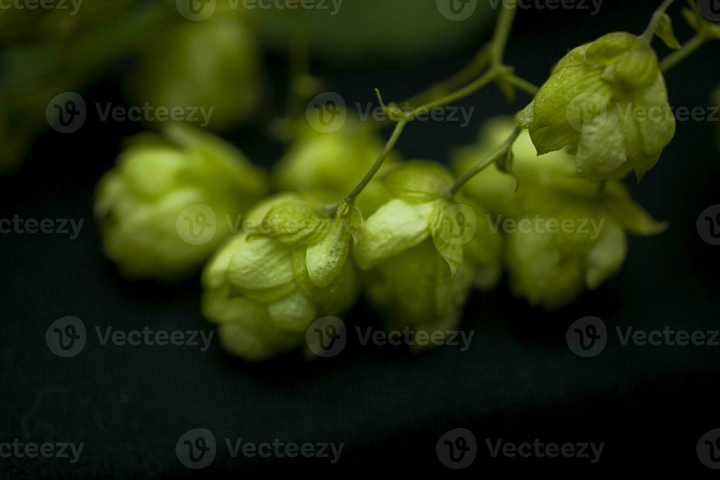 natural green hop cones on black isolated background in close-up photo