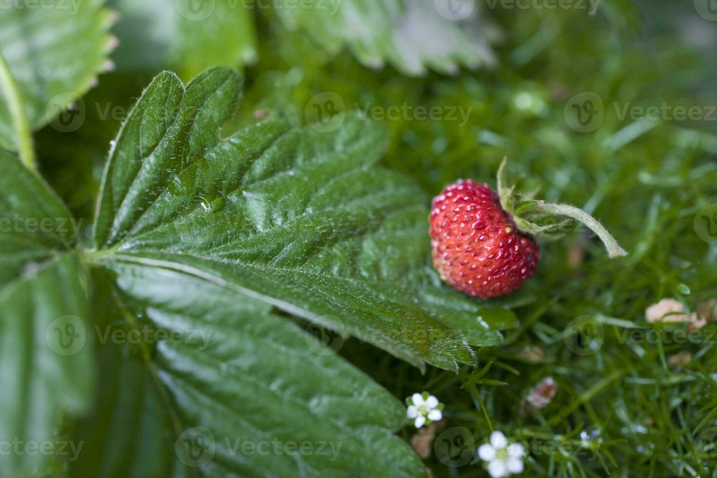 tasty wild red wild strawberry among green leaves in the forest photo