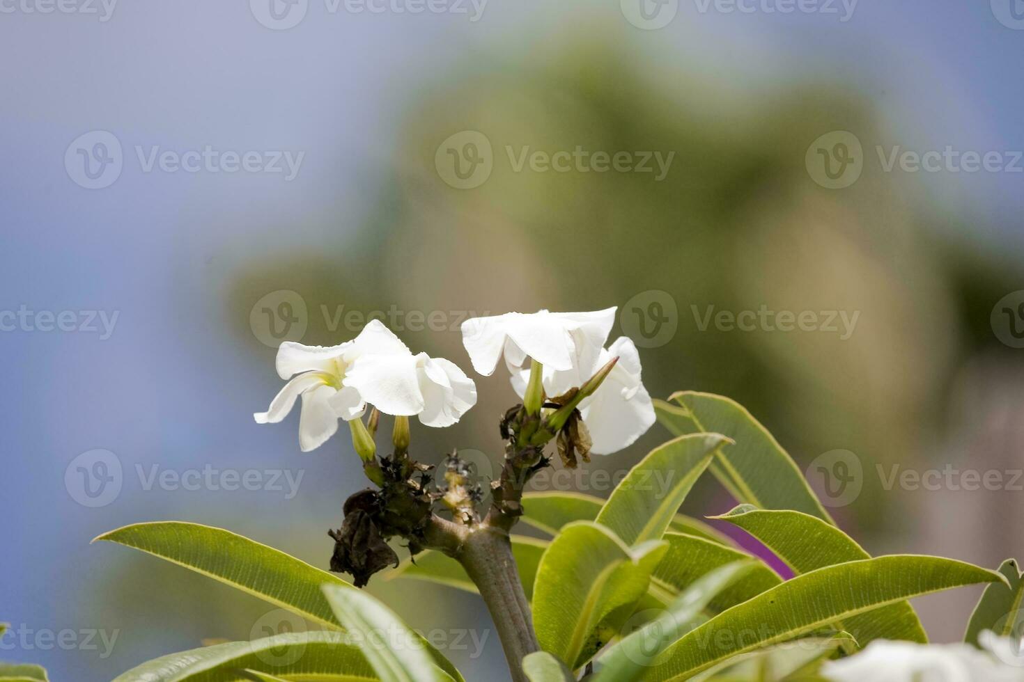 small white exotic flower on a green background with leaves in the garden photo
