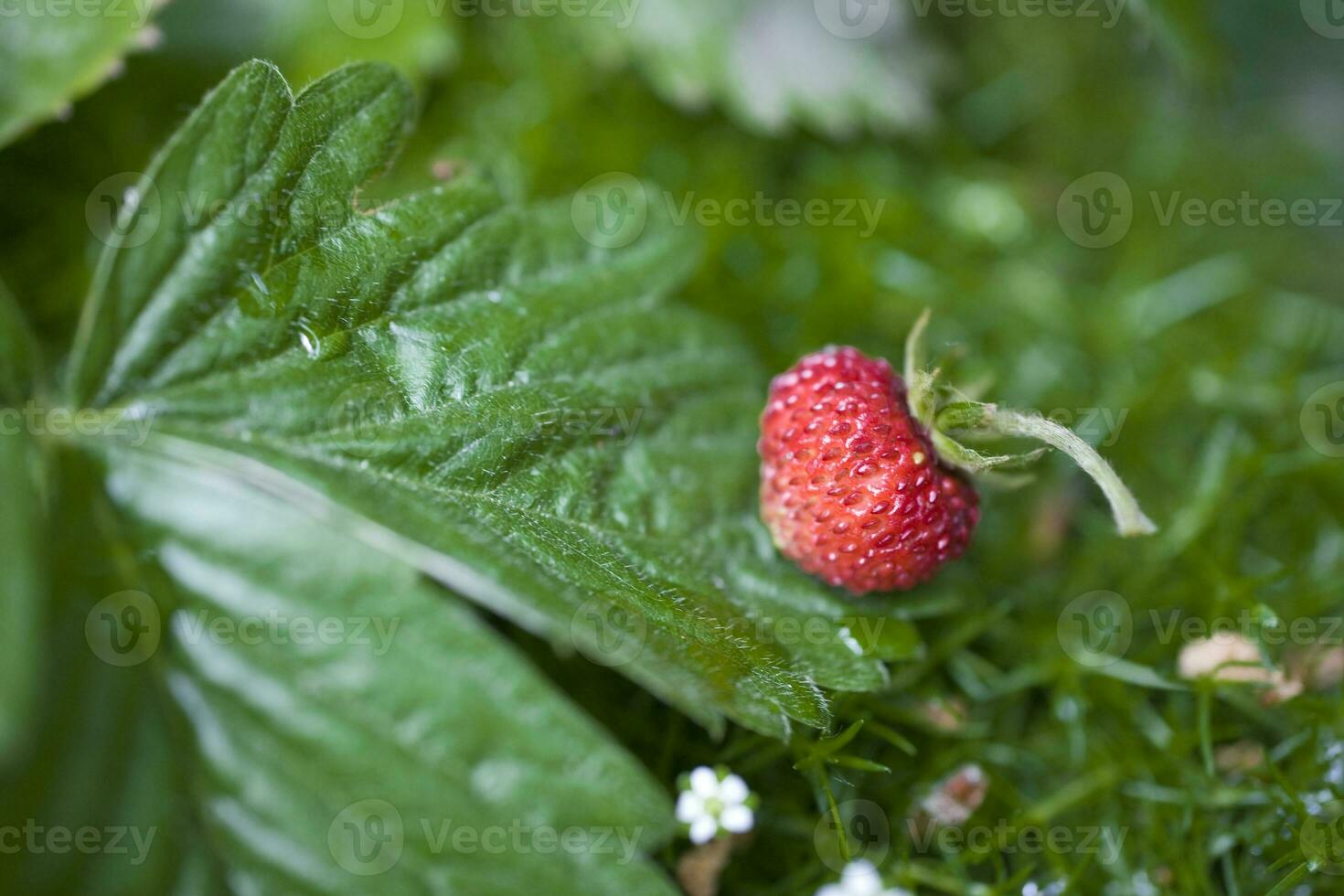 tasty wild red wild strawberry among green leaves in the forest photo