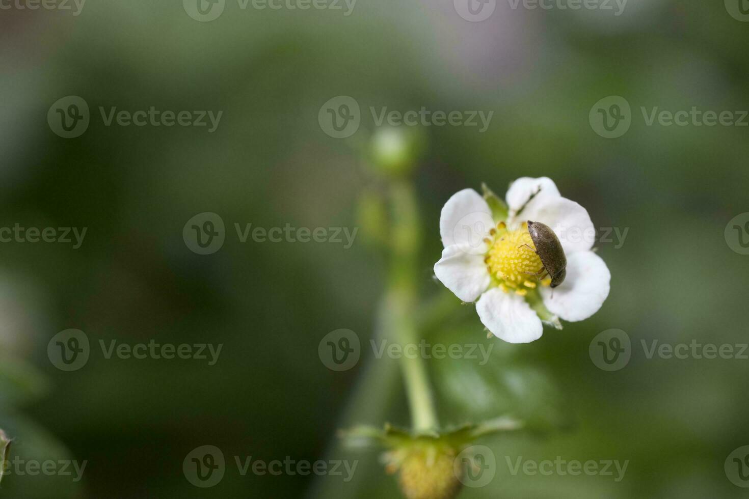 summer meadow flower in closeup on a green background photo