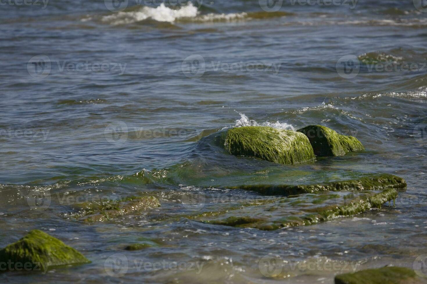 seaside landscape with a boulder overgrown with green algae and waves of the sea in the background photo