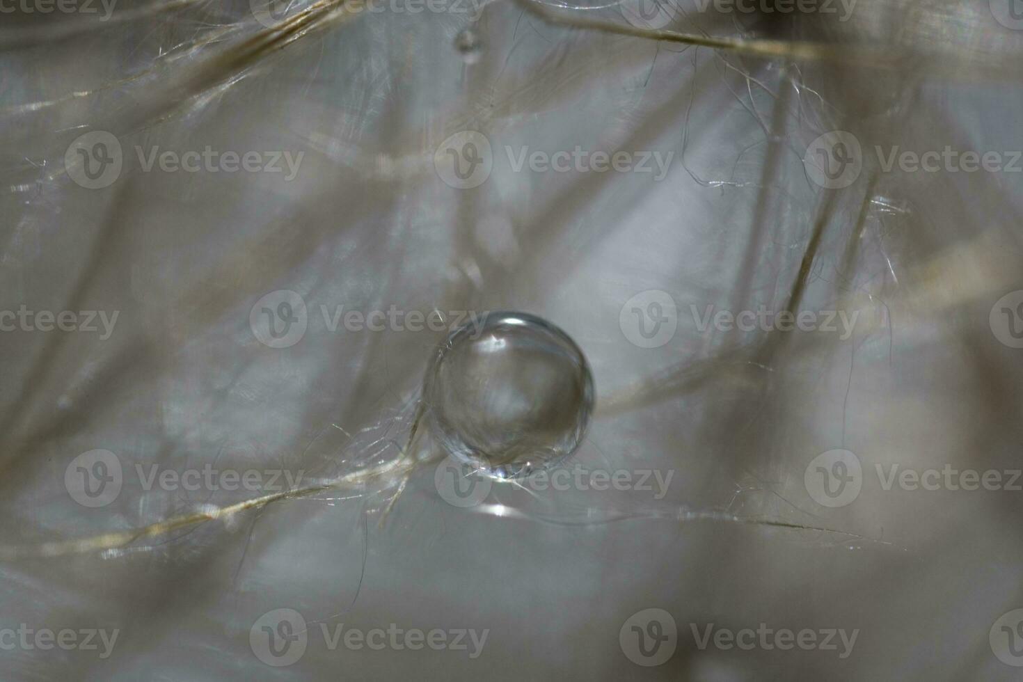 closeup background on a delicate dandelion with drops of summer dew photo