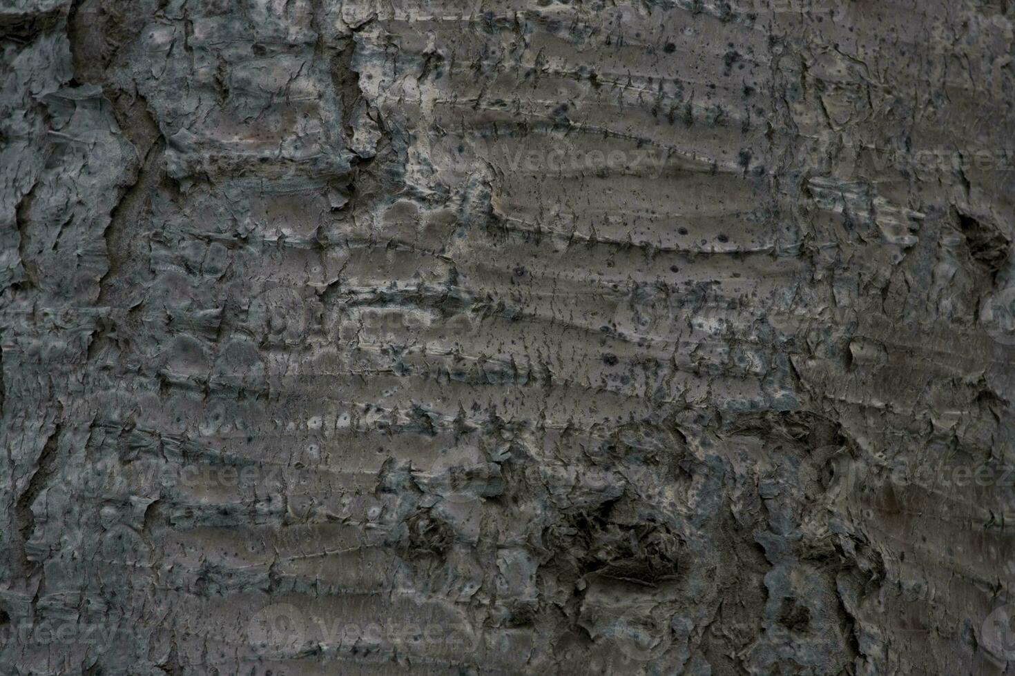 interesting bark of a tree in close-up creating the original texture photo