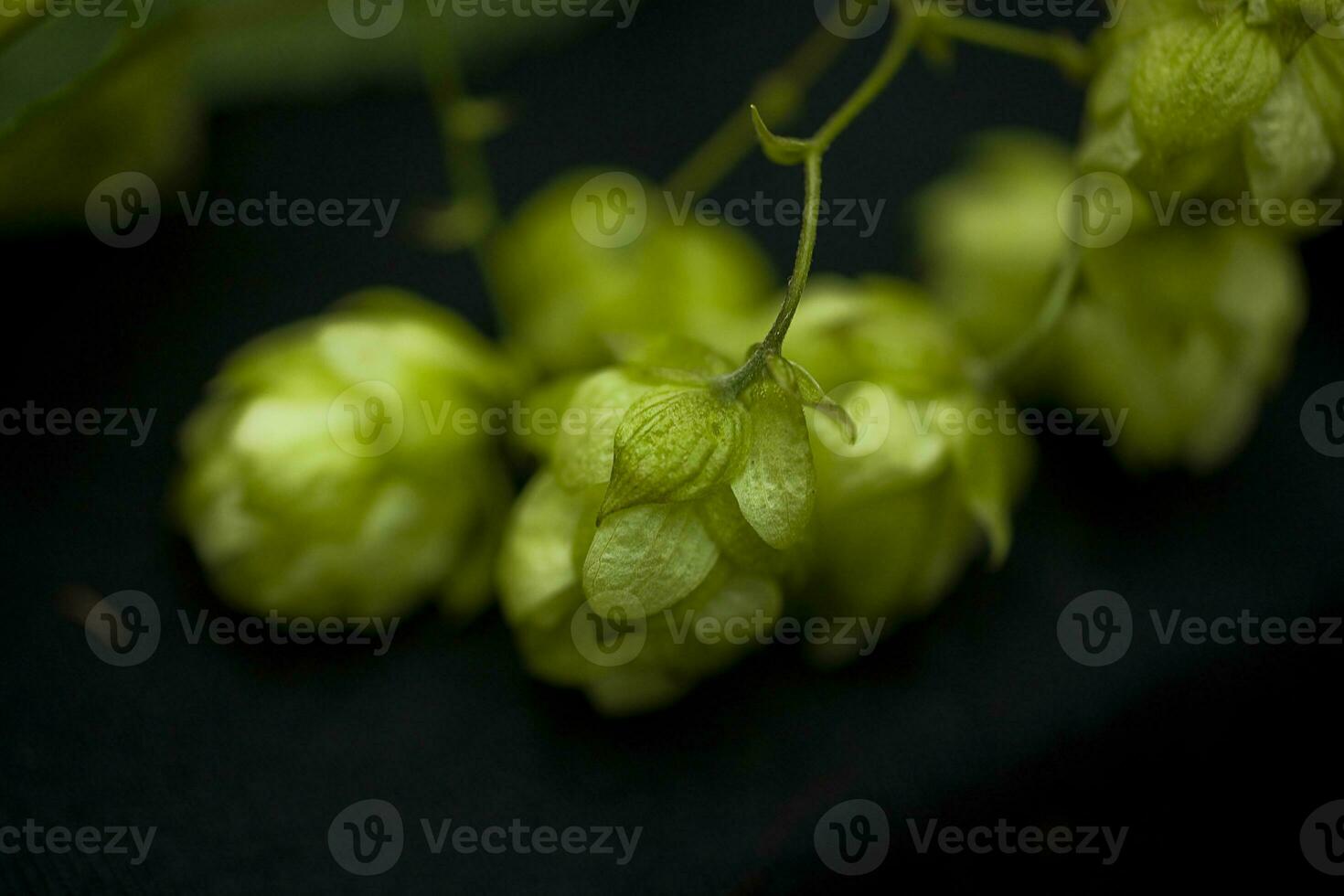 natural green hop cones on black isolated background in close-up photo