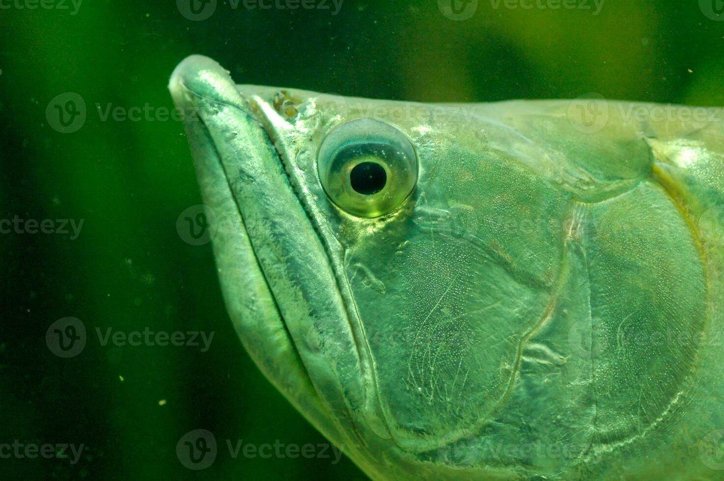 freshwater fish in the aquarium in close up at the Warsaw zoo photo