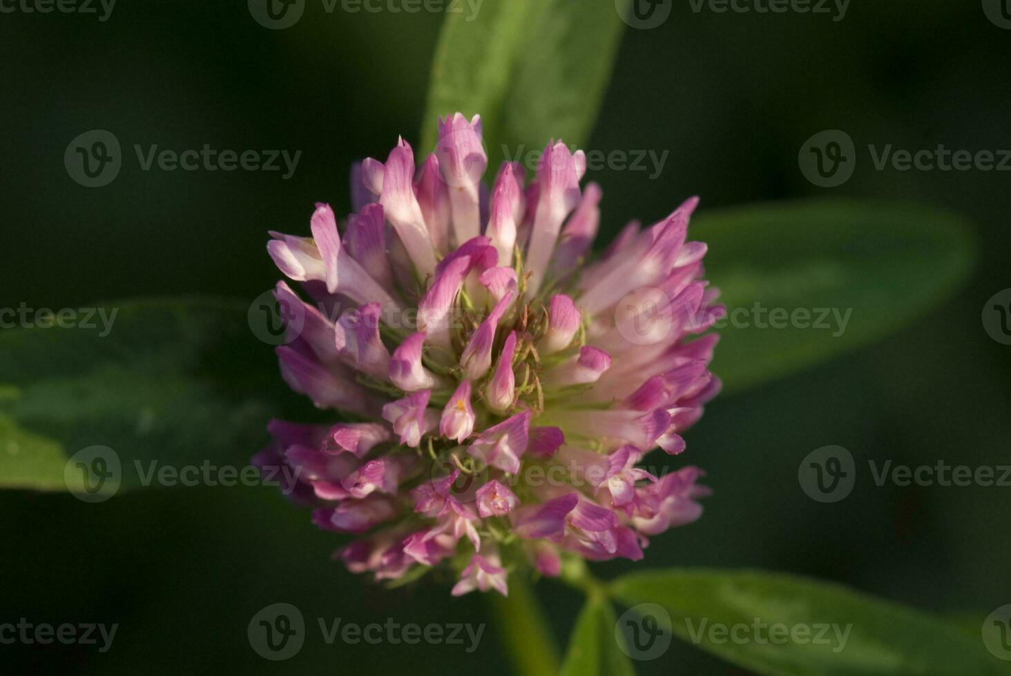 purple clover flower among green grass on a summer day photo