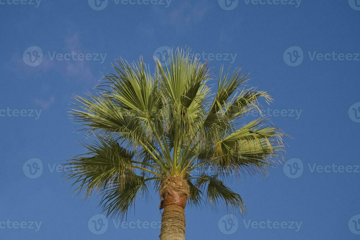 peaceful idyllic background with blue sky and green palm leaves photo