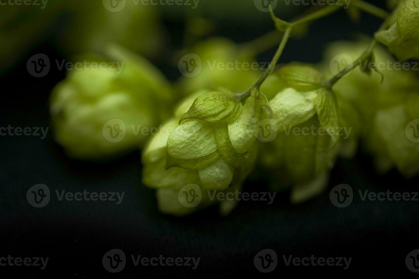 natural green hop cones on black isolated background in close-up photo