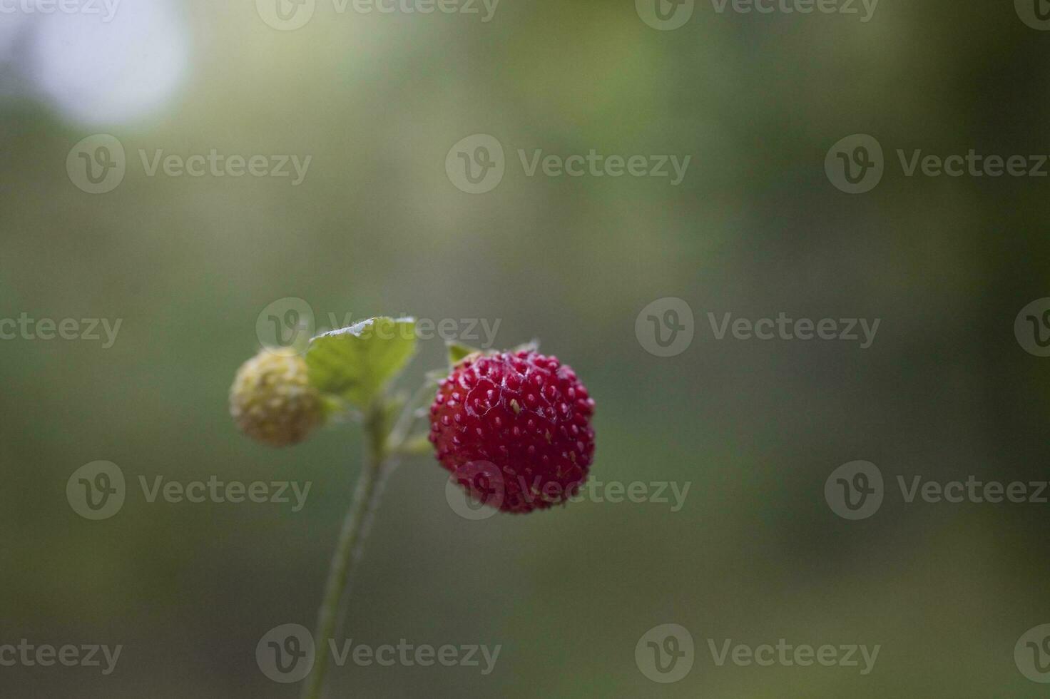 tasty wild red wild strawberry among green leaves in the forest photo