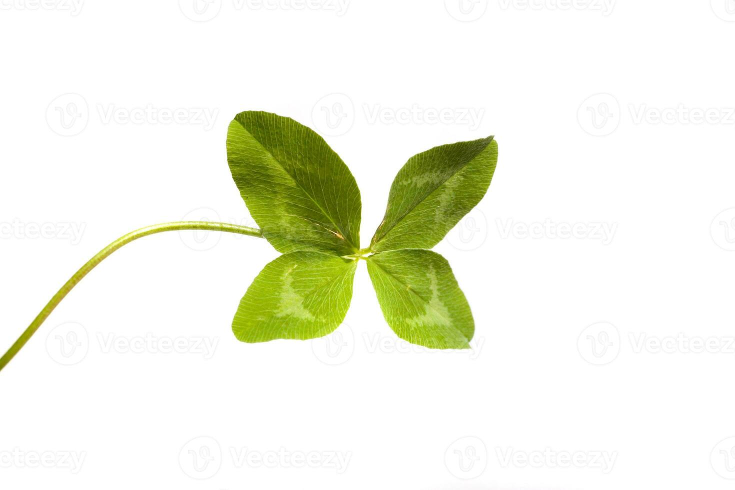 Shamrock on white background photo