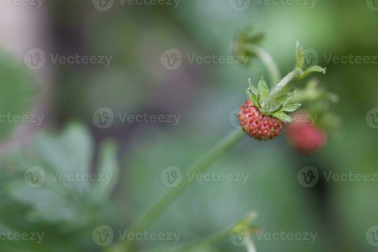 tasty wild red wild strawberry among green leaves in the forest photo