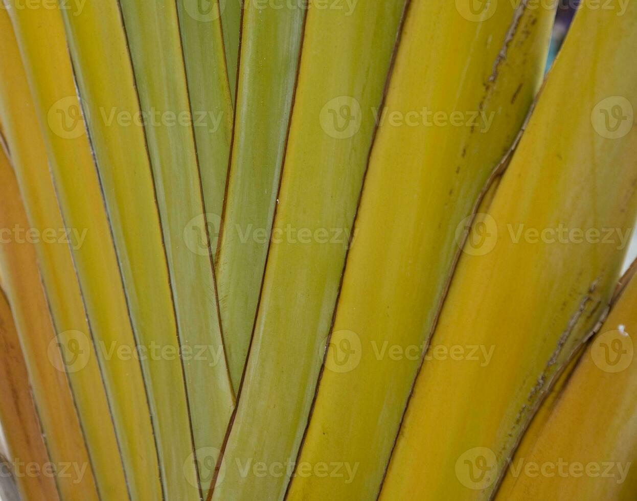 green palm leaf forming an interesting original natural background photo