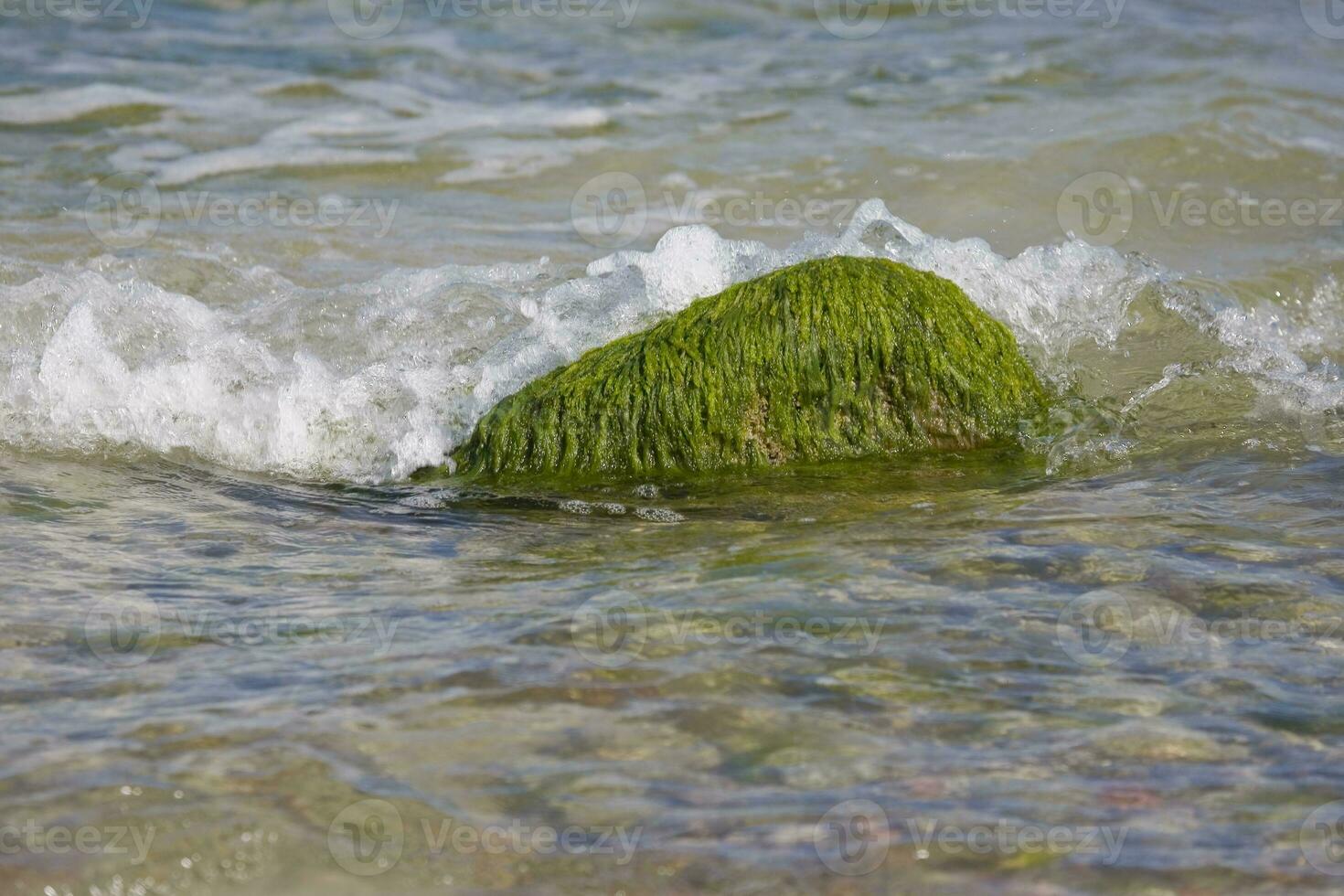 seaside landscape with a boulder overgrown with green algae and waves of the sea in the background photo