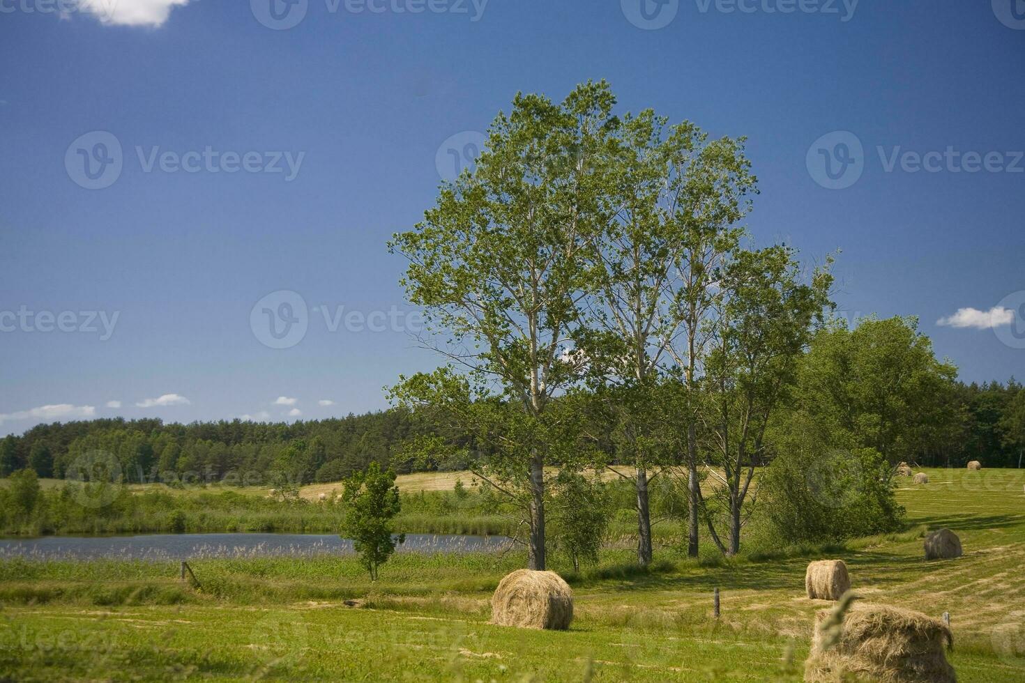 calm idyllic summer landscape with tree meadow and bales of straw on a warm day photo