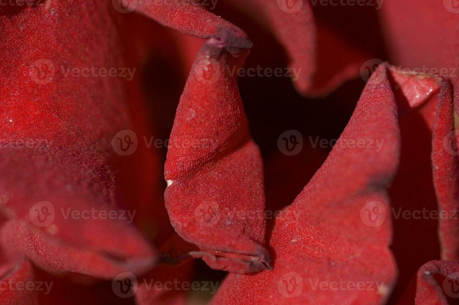 red background with rose flower petals in close-up photo