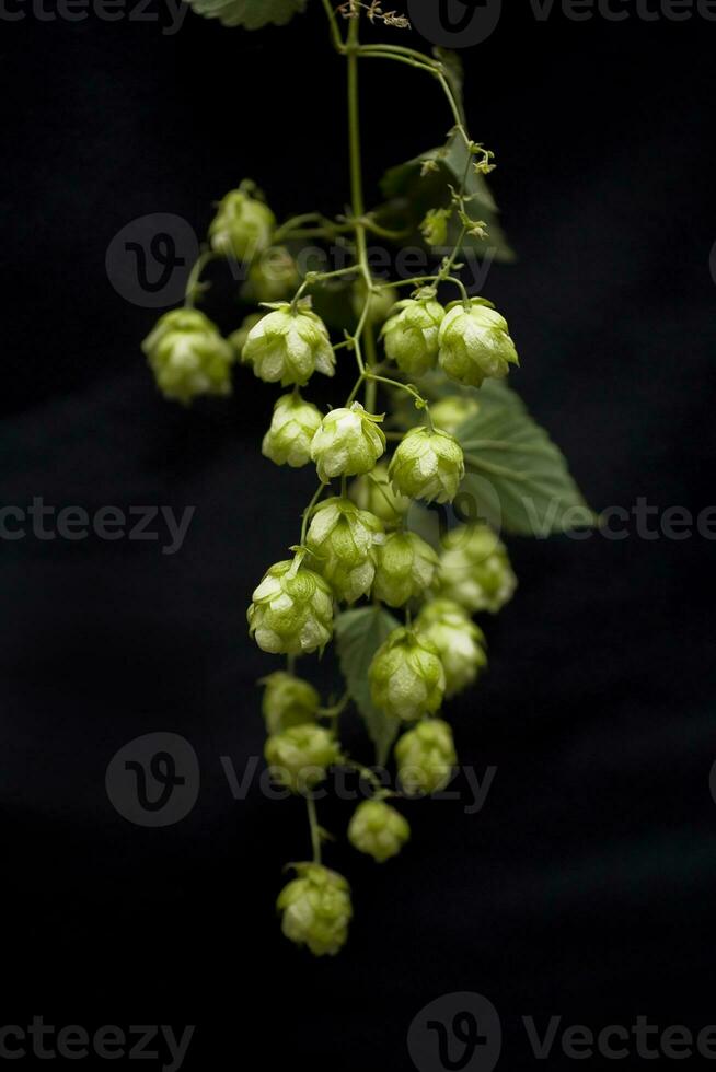 natural green hop cones on black isolated background in close-up photo