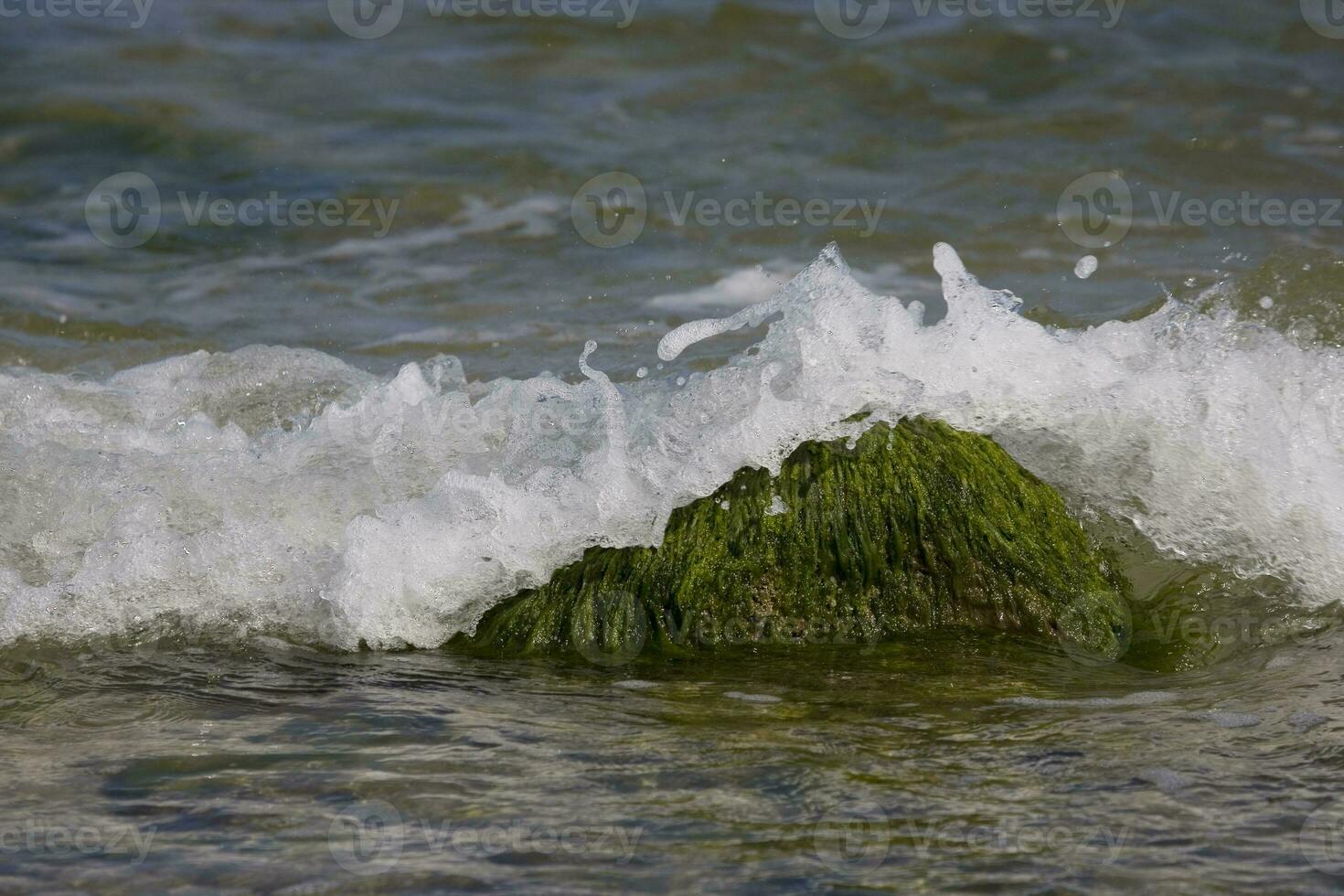 seaside landscape with a boulder overgrown with green algae and waves of the sea in the background photo