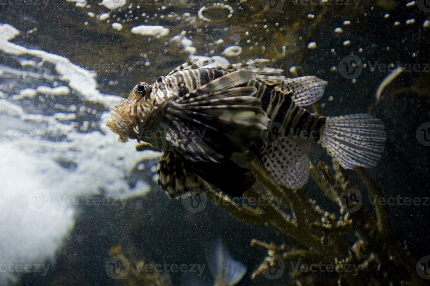 dangerous fish lionfish in a saltwater aquarium in closeup photo