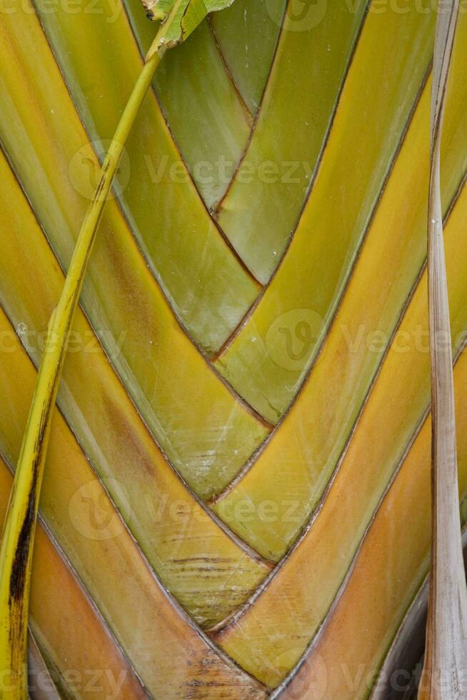 green palm leaf forming an interesting original natural background photo