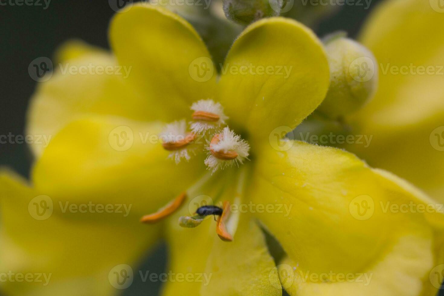 amarillo flor creciente en el prado entre verde hojas en un calentar soleado día foto