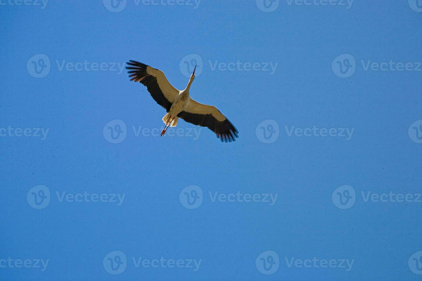 big spring flying black and white stork on the blue cloudless sky background photo