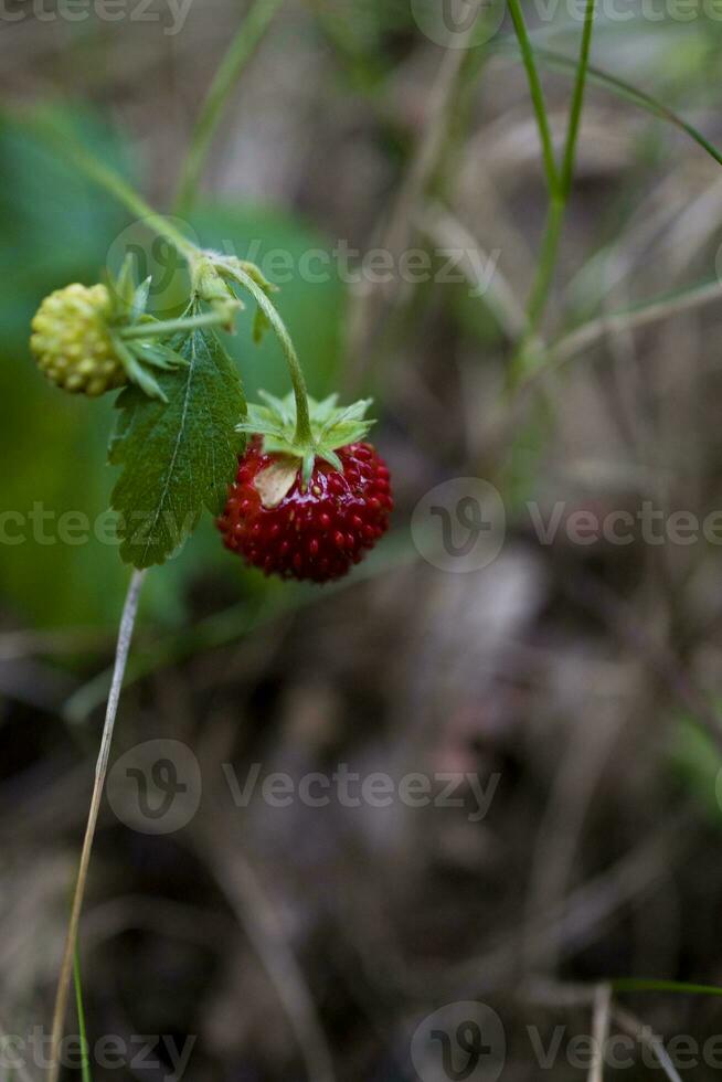 tasty wild red wild strawberry among green leaves in the forest photo