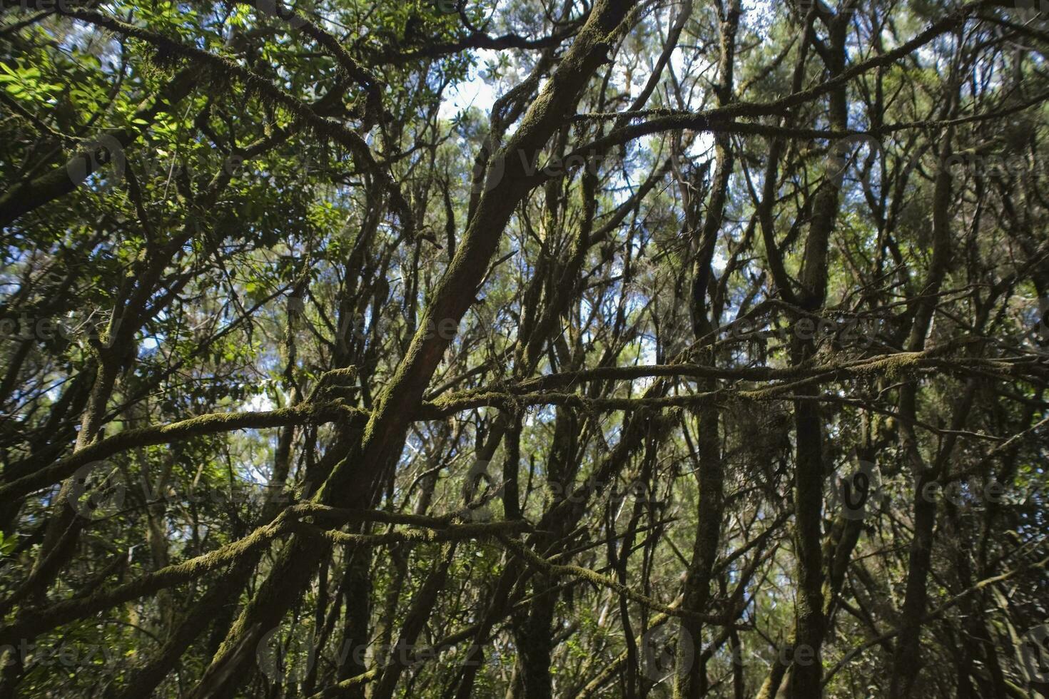 original terciario bosque en el Español en el canario isla de la gomera foto