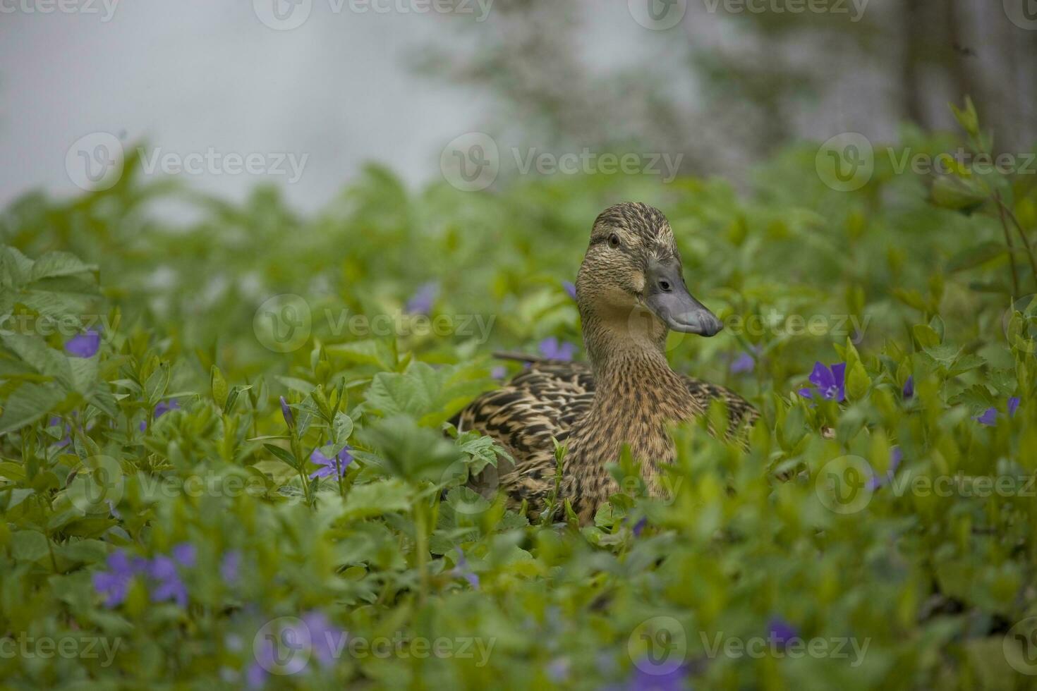 Pato pájaro cabeza retrato entre joven primavera plantas foto