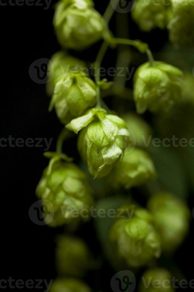natural green hop cones on black isolated background in close-up photo