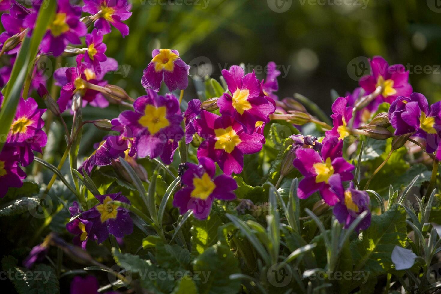 small pink flowers growing in a warm summer garden in close-up photo