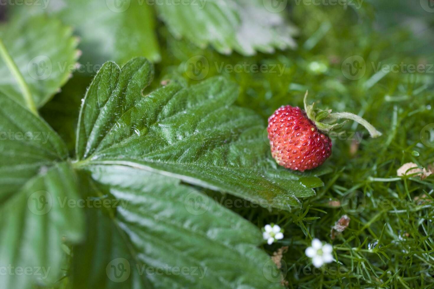 tasty wild red wild strawberry among green leaves in the forest photo