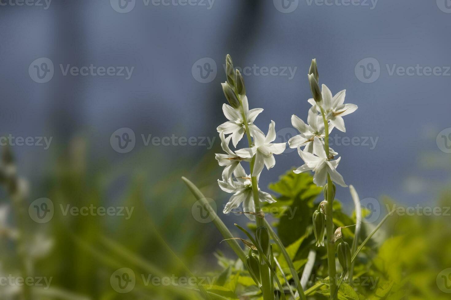 small spring white flowers bells growing in the garden among green grass photo