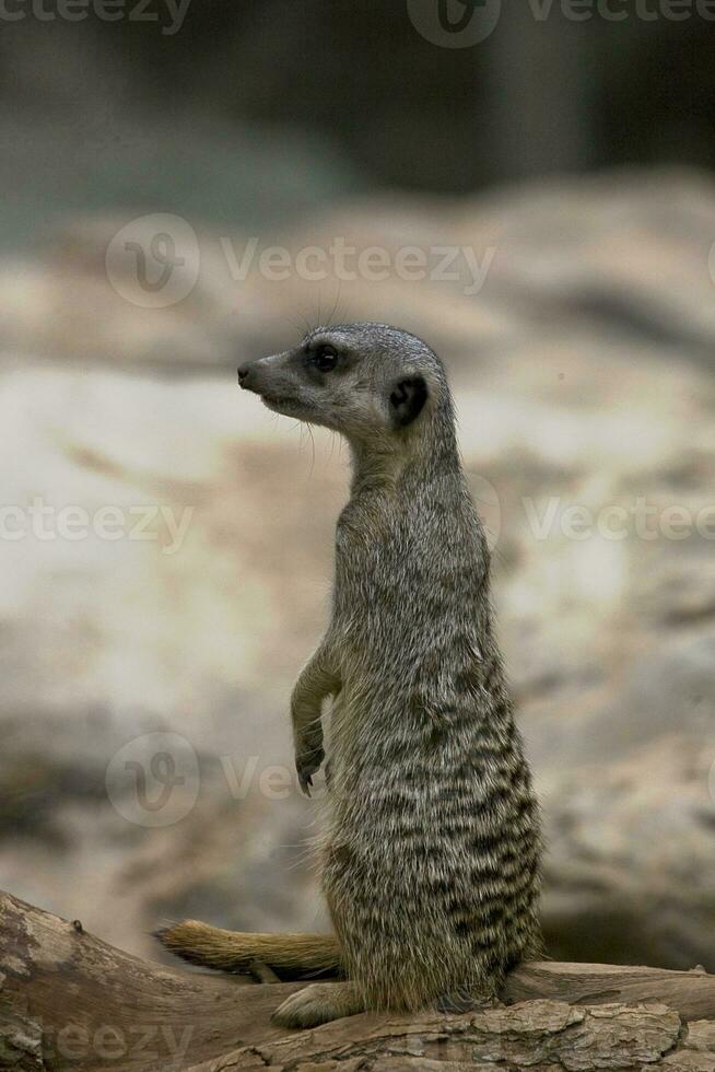 pequeño animal mamífero suricata en de cerca en natural habitat foto