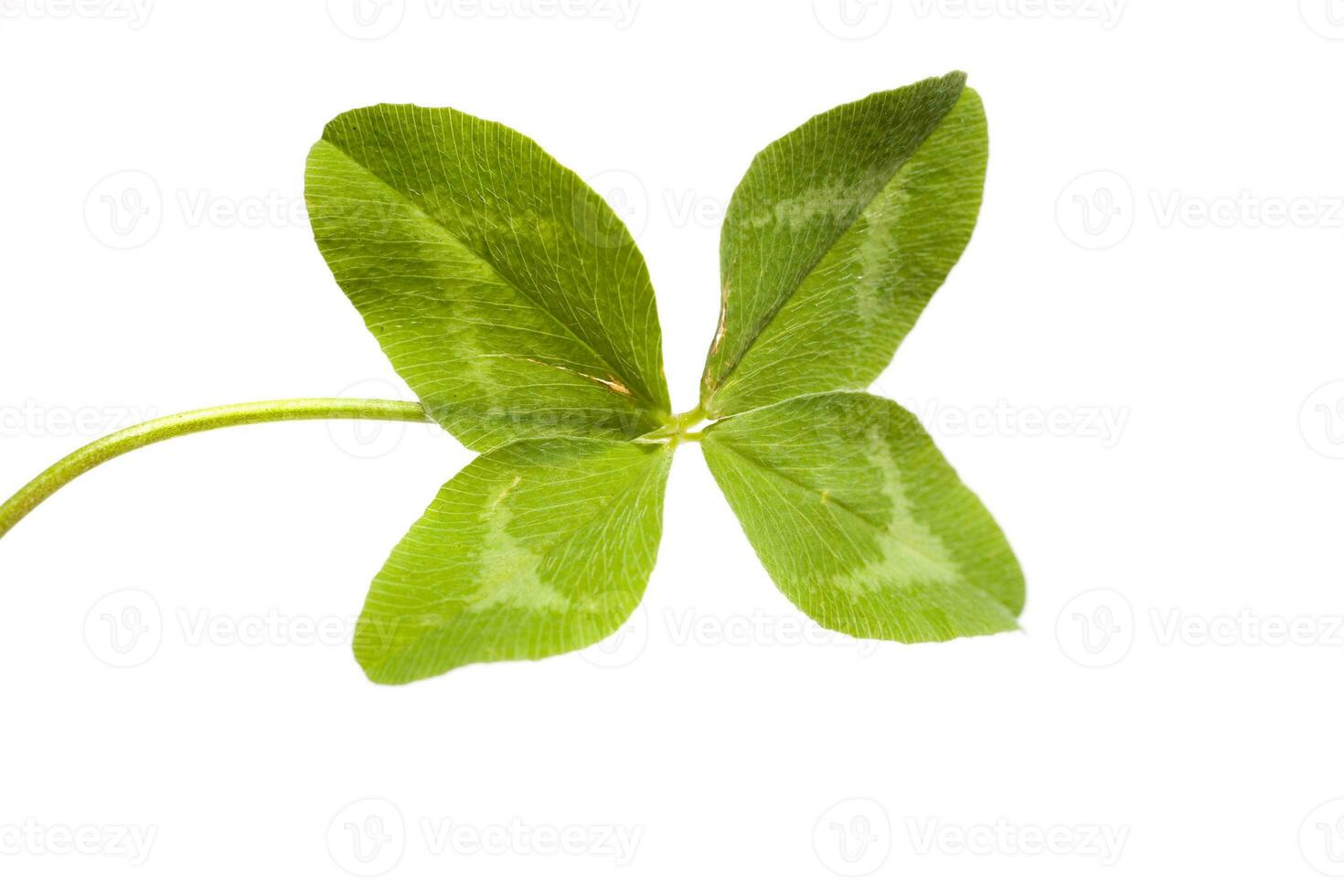 Shamrock on white background photo