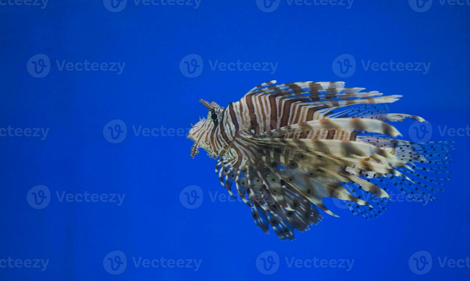 big saltwater stonefish fish on a blue background in the aquarium photo