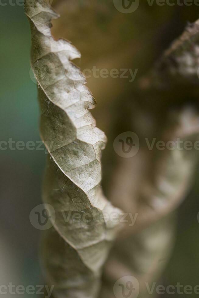 marrón otoño hojas en un verde antecedentes de cerca foto