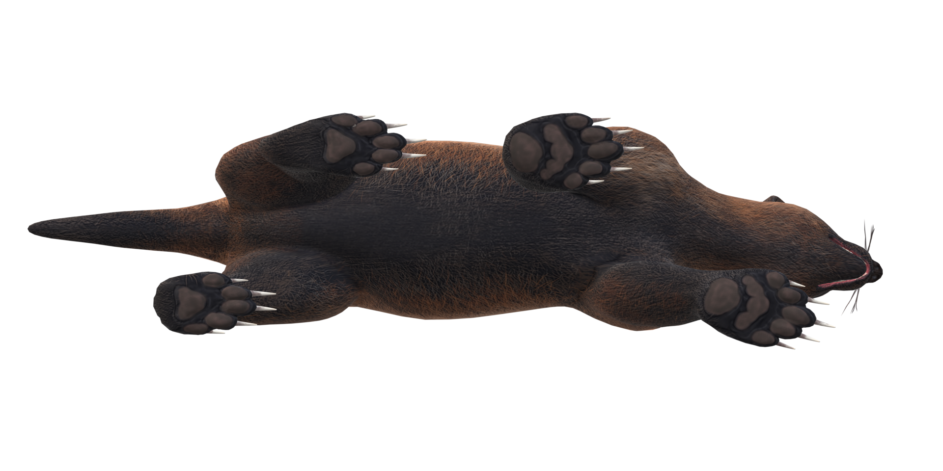 Wolverine isolated on a Transparent Background png