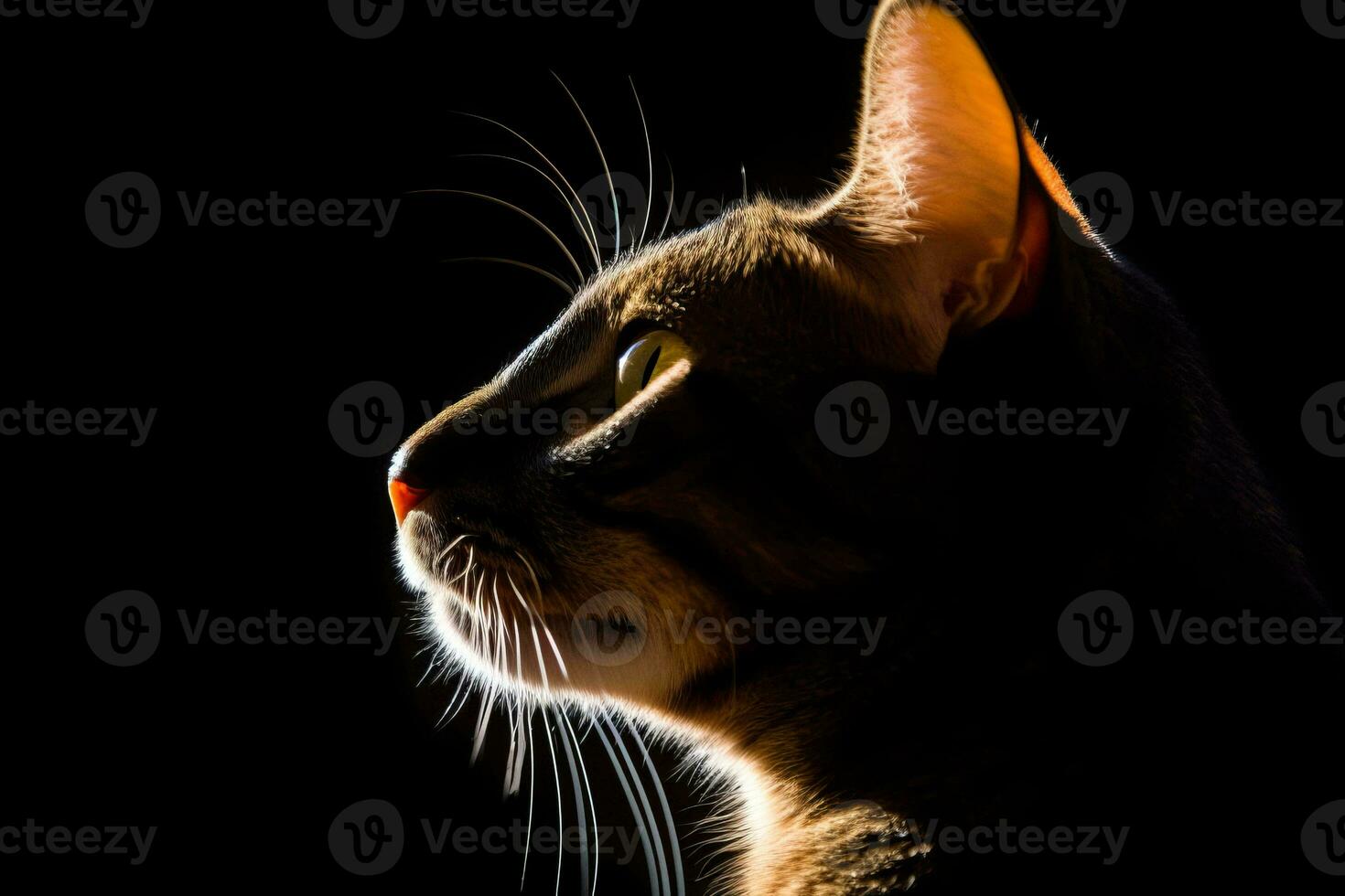 a cat is silhouetted against a black background generative AI photo