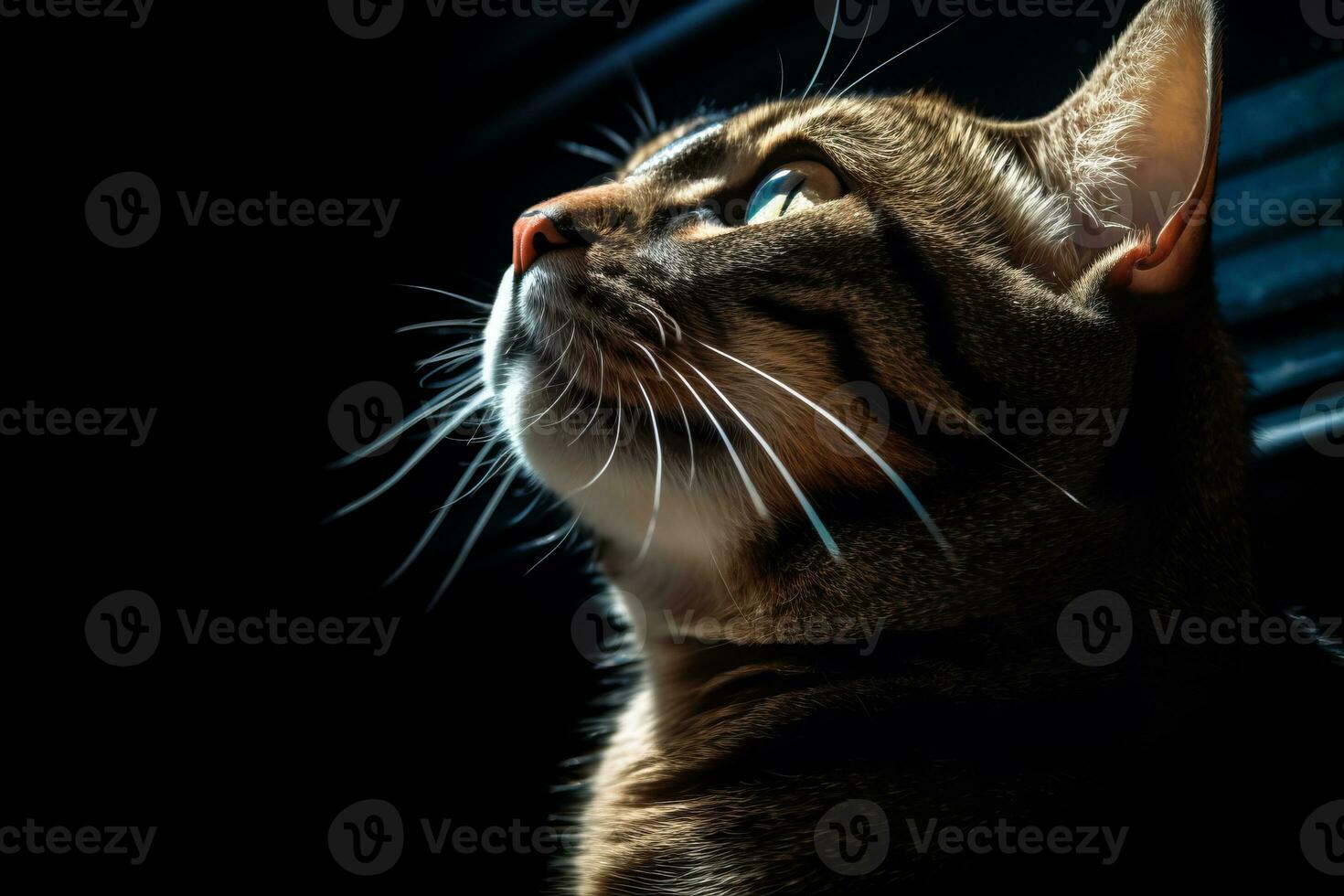 a cat is looking up at something in the dark generative AI photo