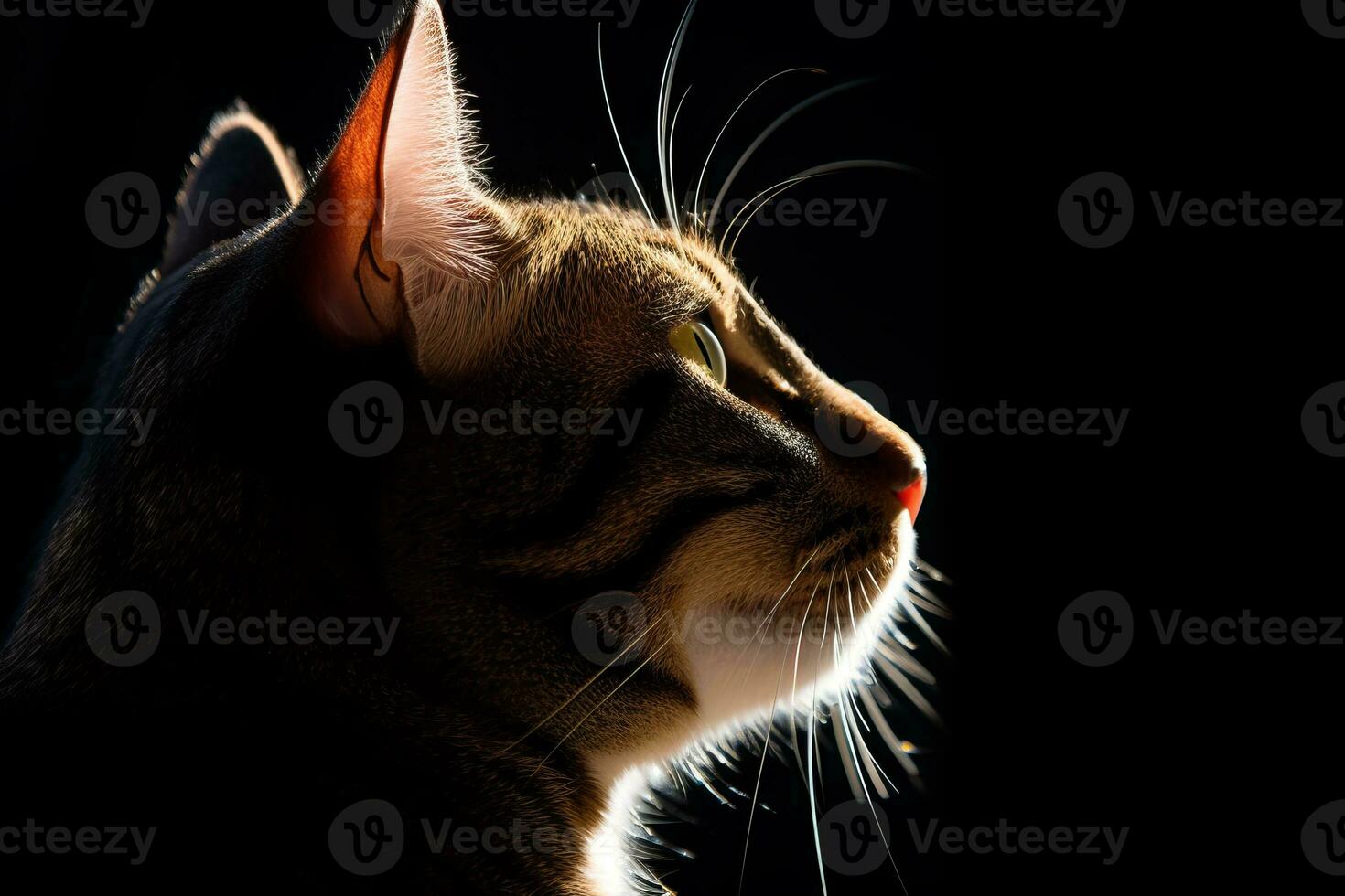 a cat is silhouetted against a black background generative AI photo