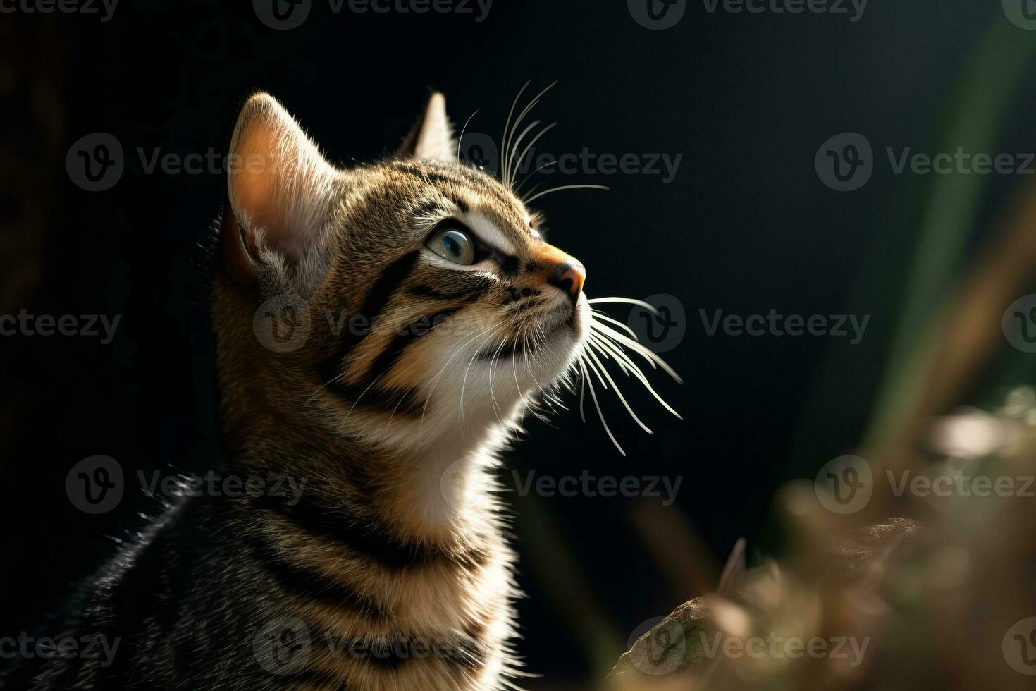 a cat looking up at the sky in the dark generative AI photo