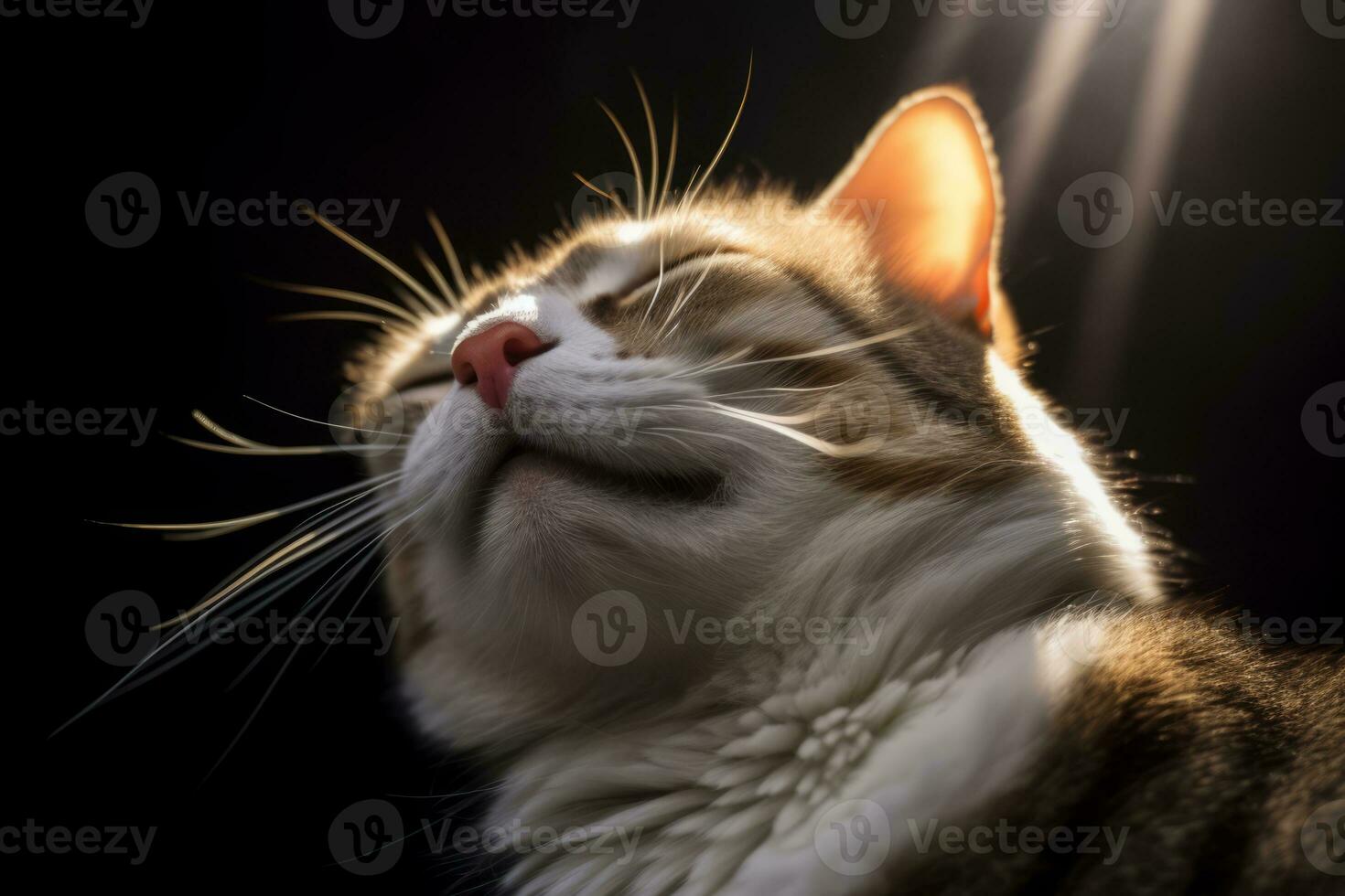 a cat with its eyes closed looking up at the sun generative AI photo