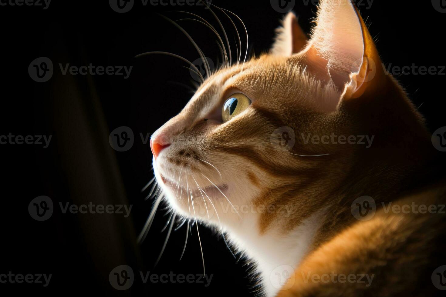a close up of an orange and white cat generative AI photo