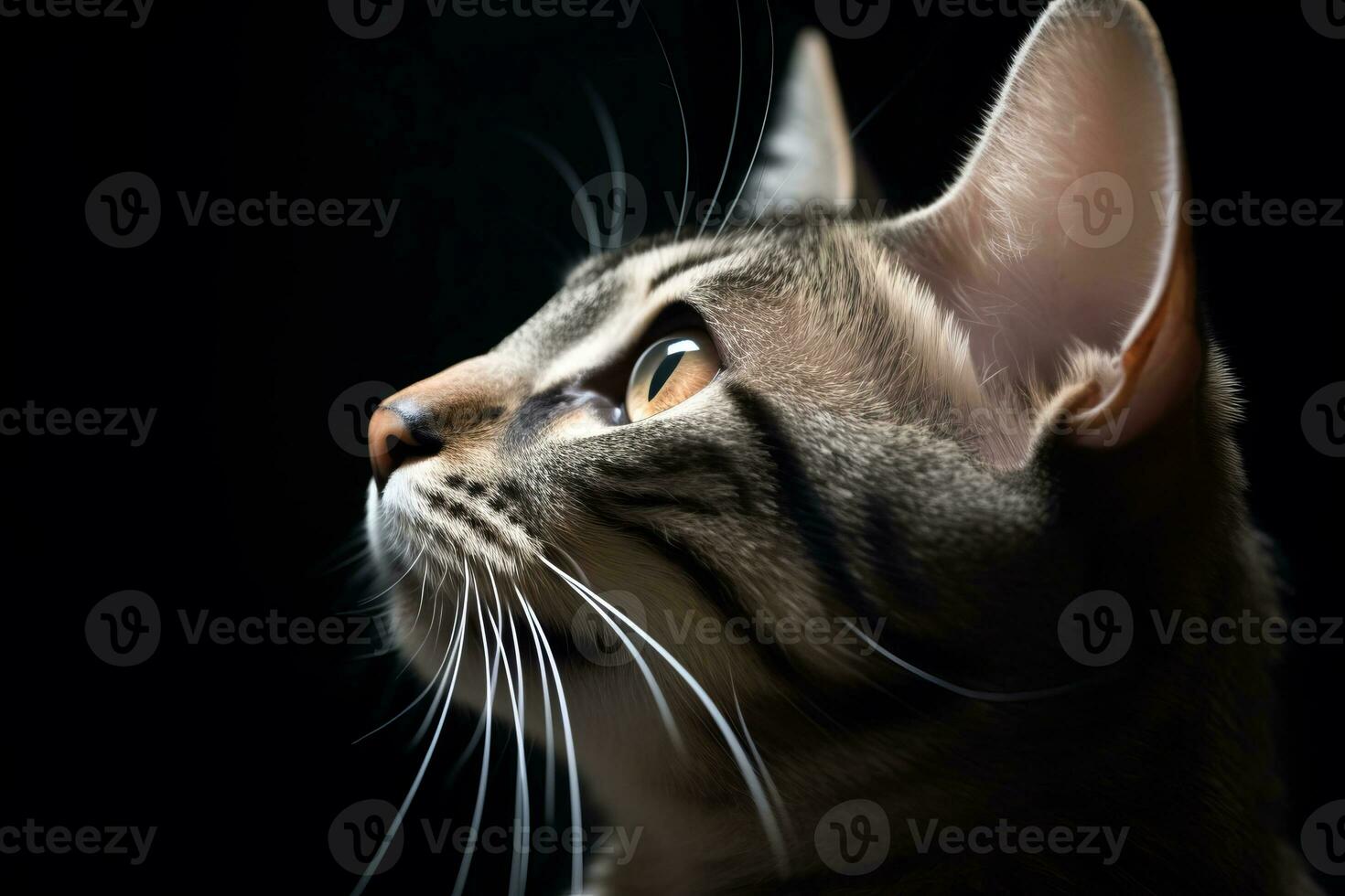 a close up of a cat looking up at something generative AI photo