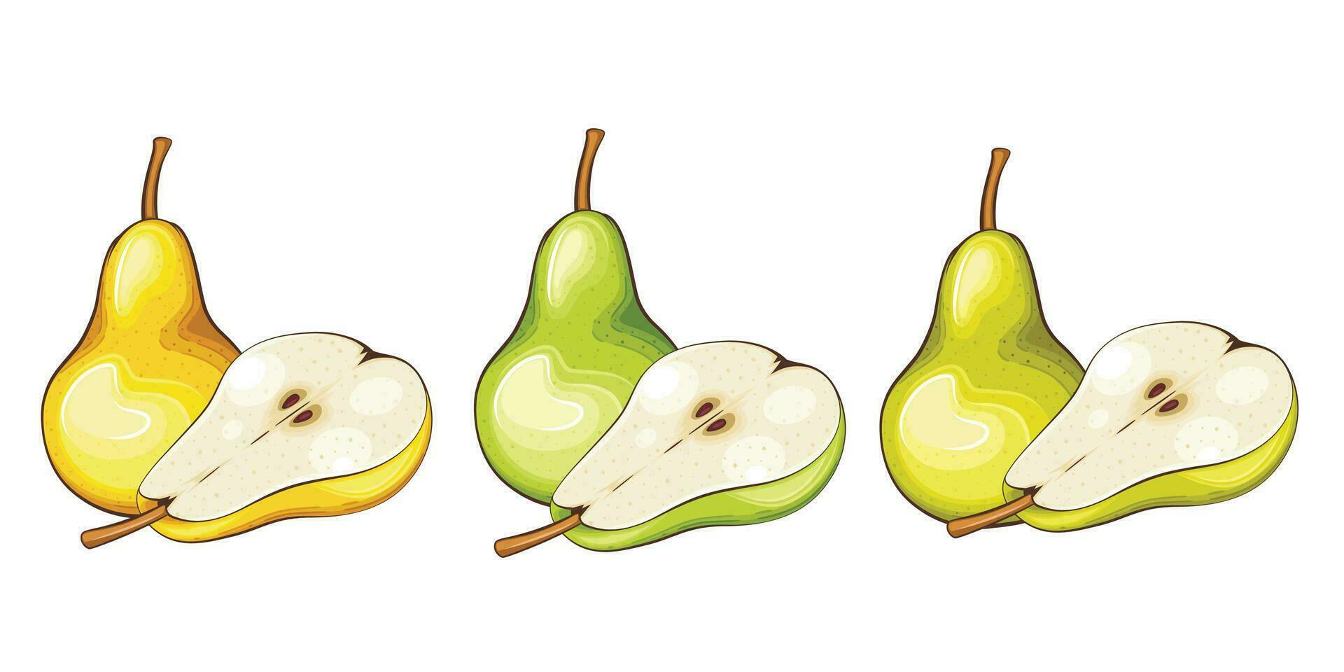 Pear isolated vector illustration. Fruits colorful illustrations isolated on white background.  Fruit collection.