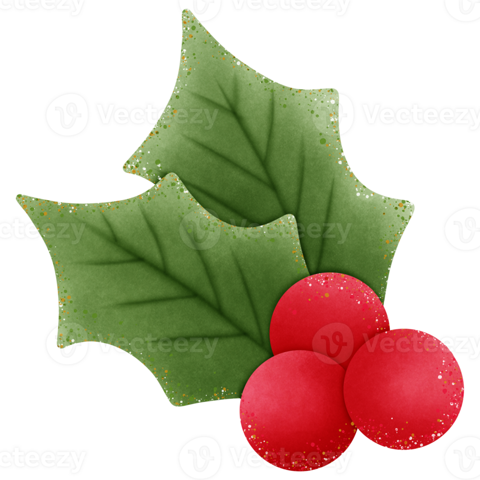 christmas holly green leaves and red berries isolated on transparent background png