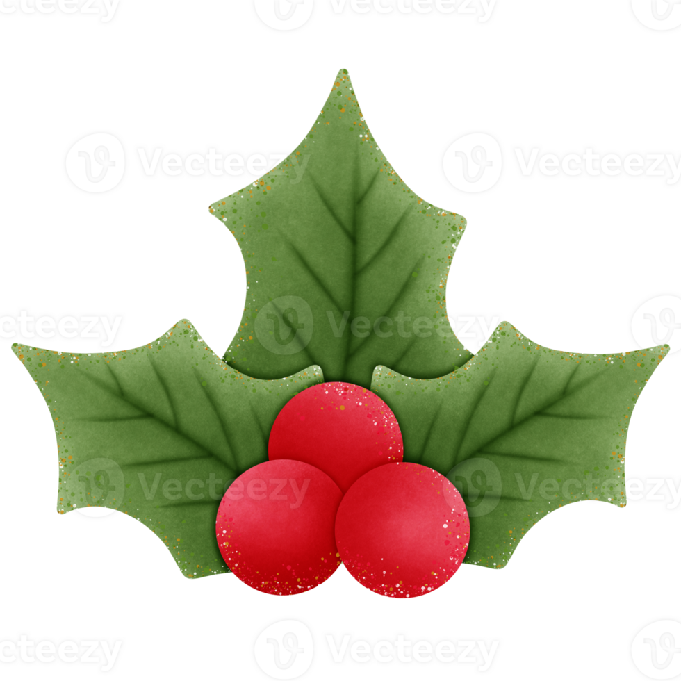 christmas holly green leaves and red berries isolated on transparent background png